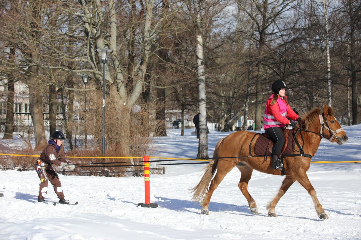 Hiihtoratsastusta Laskiaisriehassa 5.3.2019