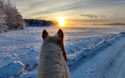 Islanninhevosmaasto 18.1.2025 / Icelandic horse trail ride 18.1.2025